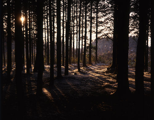 瀬谷市民の森〈冬〉02