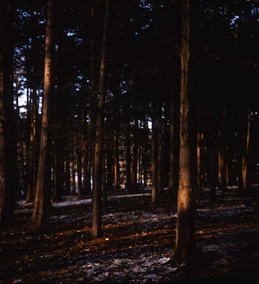 瀬谷市民の森〈冬〉04