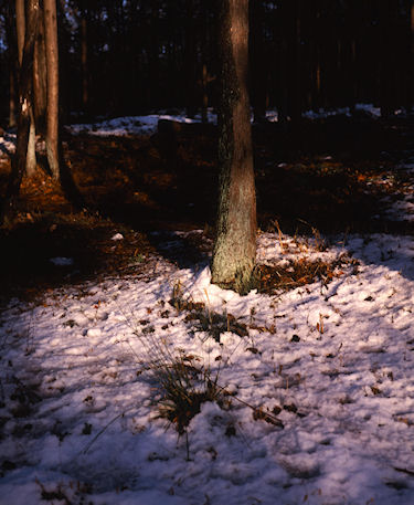 瀬谷市民の森〈冬〉05