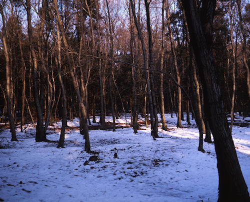 瀬谷市民の森〈冬〉06