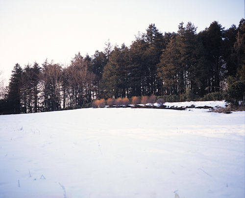 瀬谷市民の森〈冬〉07