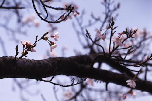 大池公園〈桜〉03