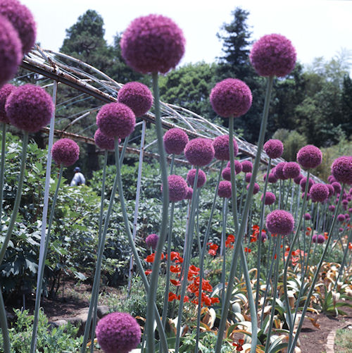 フラワーセンター大船植物園01