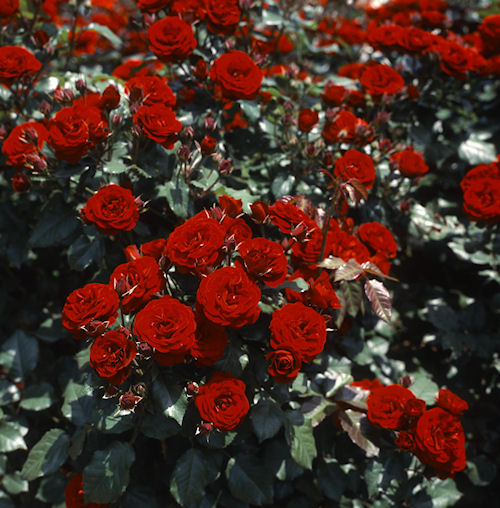 フラワーセンター大船植物園02