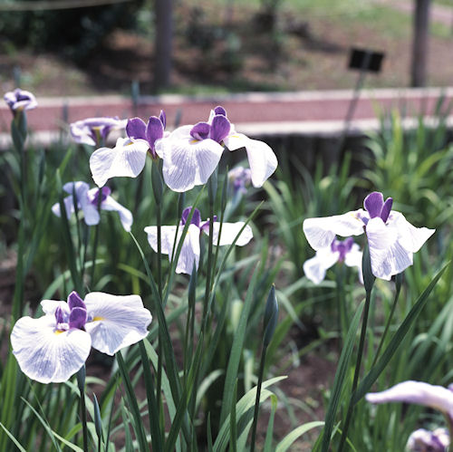 フラワーセンター大船植物園04
