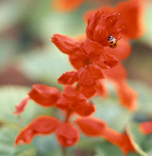 神代植物公園01