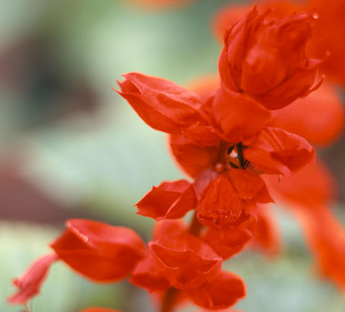 神代植物公園04