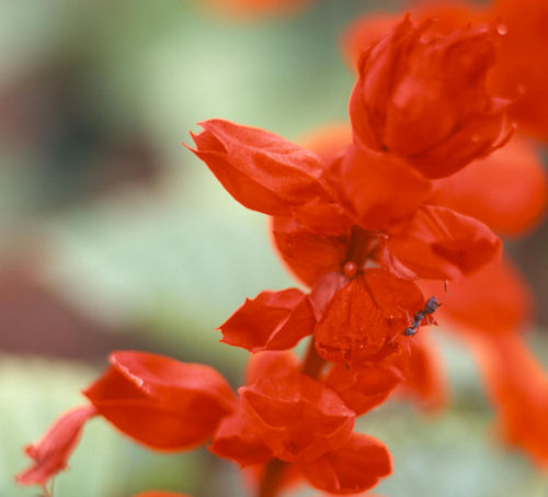 神代植物公園05