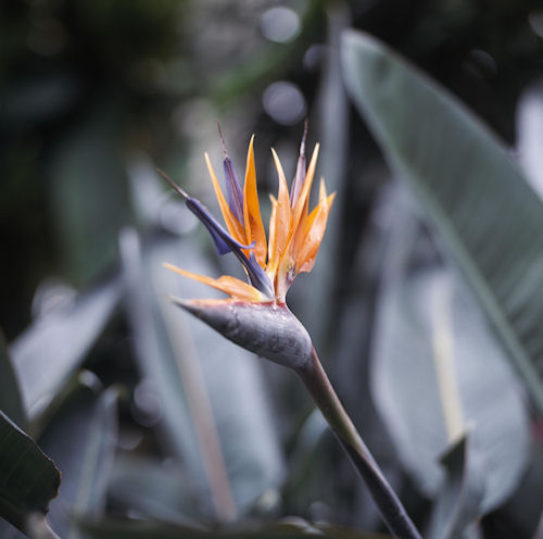 神代植物公園08