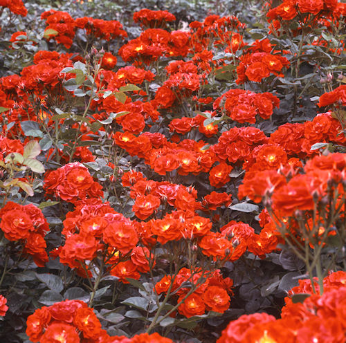 神代植物公園09