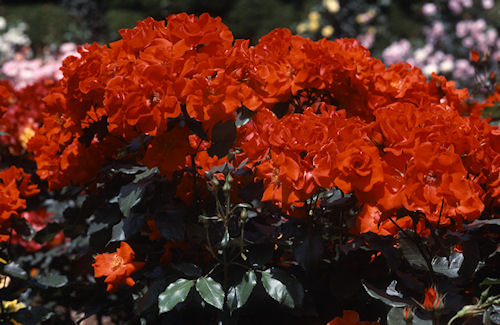 神代植物公園10