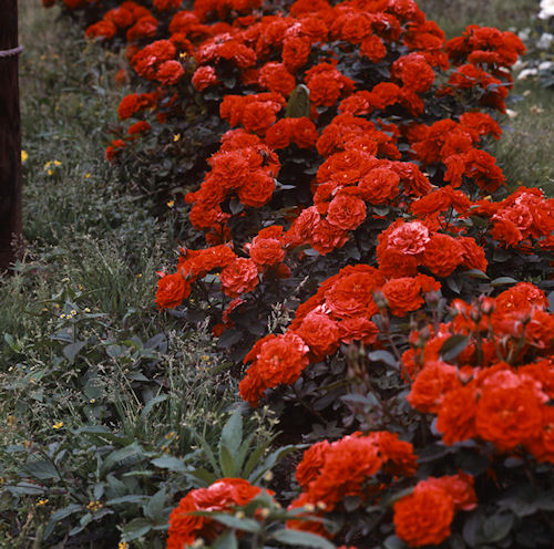 神代植物公園11