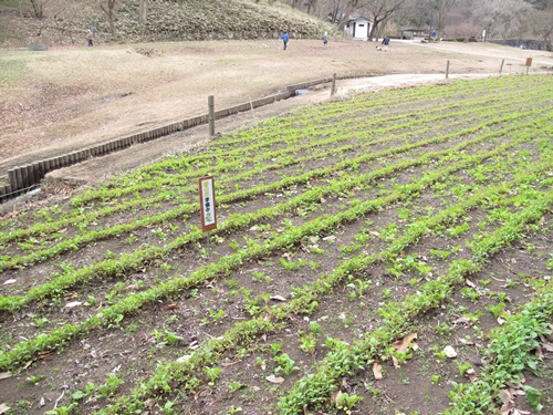 四季の森公園-19