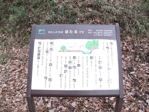 四季の森公園-25