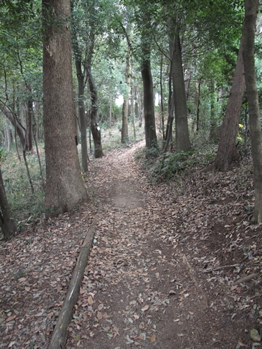 四季の森公園4日目-13