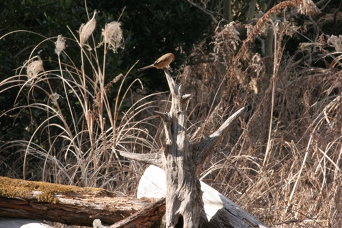 新治市民の森-36