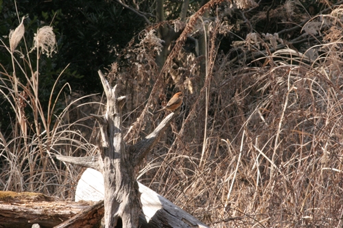 新治市民の森-37