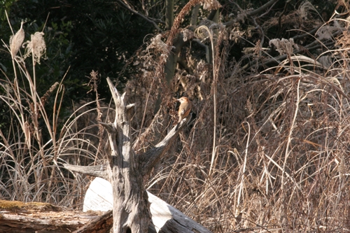 新治市民の森-38