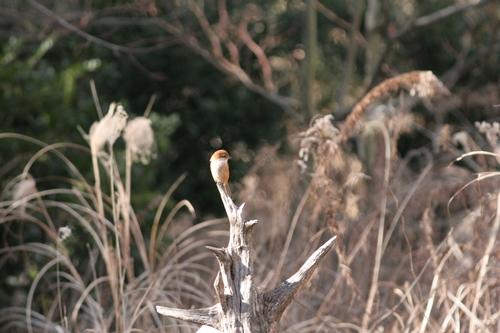新治市民の森-39