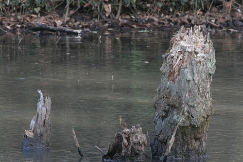 新治市民の森-46