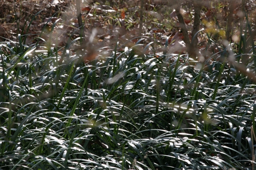 新治市民の森-48