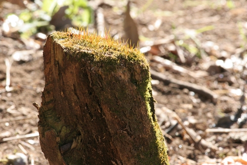 新治市民の森-49