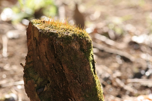 新治市民の森-50