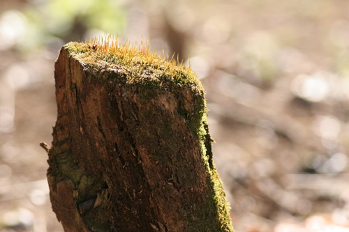 新治市民の森-51