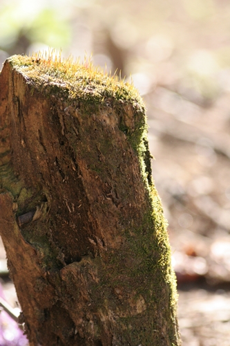 新治市民の森-54