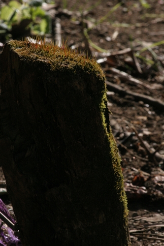 新治市民の森-55