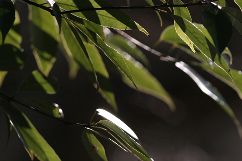 新治市民の森-56