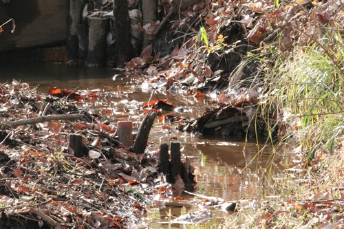 新治市民の森-60