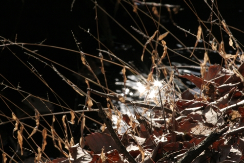 新治市民の森-63