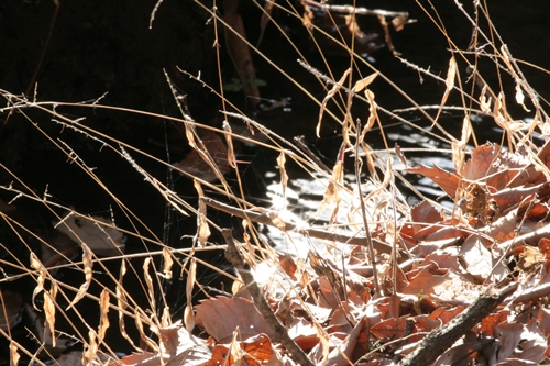 新治市民の森-64