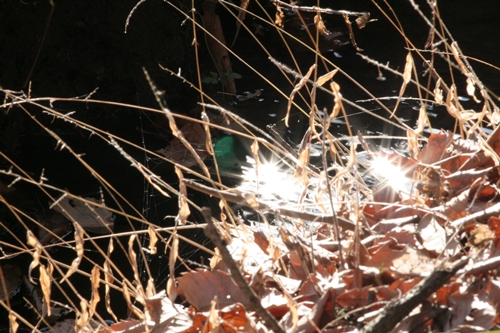 新治市民の森-65