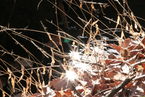 新治市民の森-66