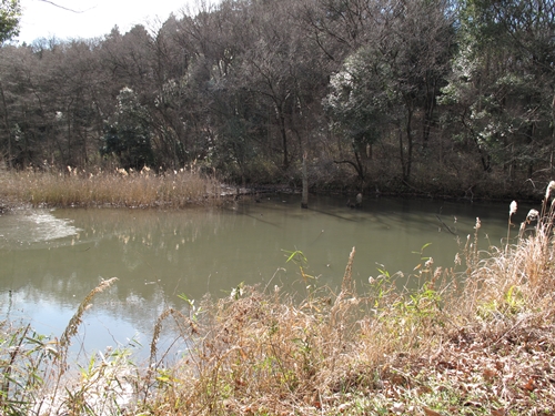 新治市民の森-10