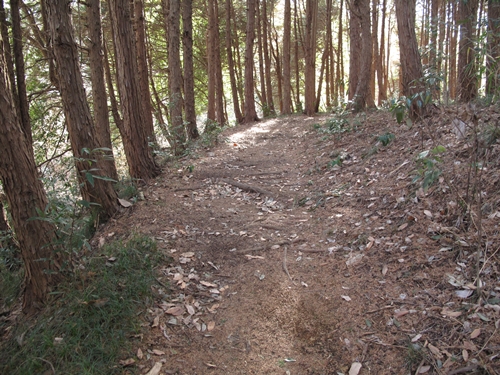 新治市民の森-13