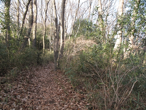 新治市民の森-23