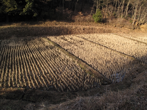 新治市民の森-26