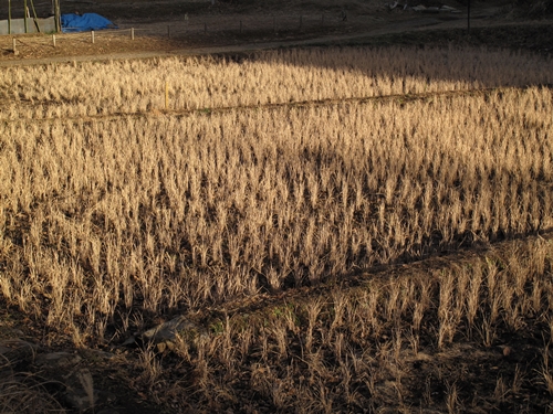 新治市民の森-30