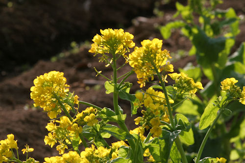 矢指市民の森01