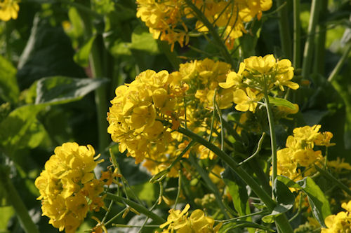 矢指市民の森03