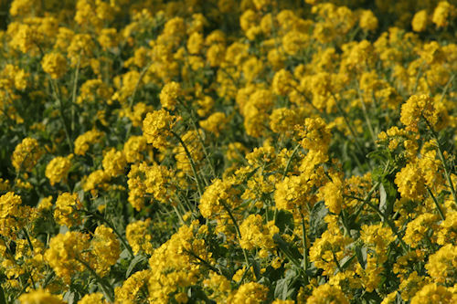 矢指市民の森04