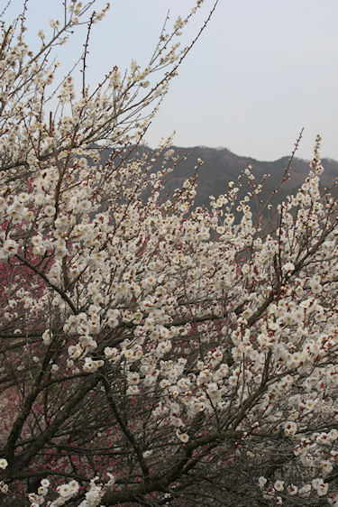 吉野梅郷19