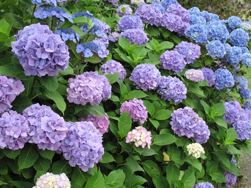 田貫湖湖畔　あじさい01