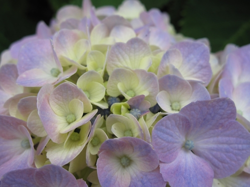 田貫湖湖畔　あじさい02