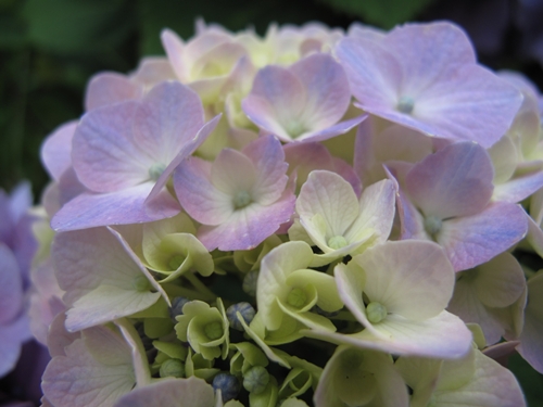 田貫湖湖畔　あじさい03