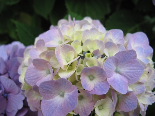 田貫湖湖畔　あじさい05