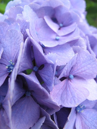 田貫湖湖畔　あじさい06